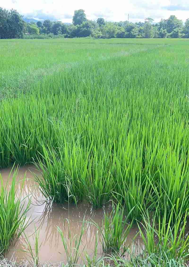 หัวหน้าหมู่บ้านคนนั้นเป็นผัวผมครับ ยุค70